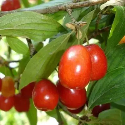 Кизил КОРАЛЛОВЫЙ МАРКА в Бобруйске