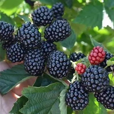 Ежевика ПОЛАР бесшипная  в Бобруйске