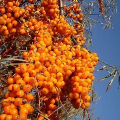 Облепиха СУДАРУШКА в Бобруйске