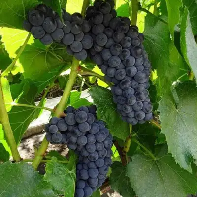 Виноград ВЭЛИАНТ в Бобруйске