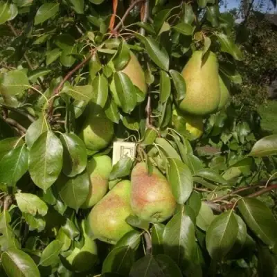 Груша БЕРЕ ЛЮКА в Бобруйске