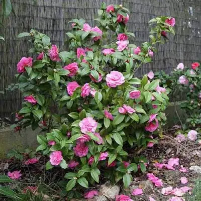 Камелия ДЕББИ в Бобруйске