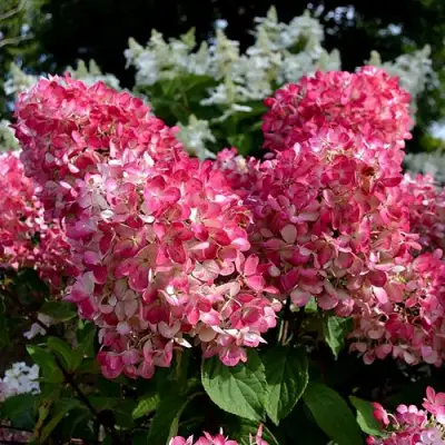 гортензия пинк даймонд