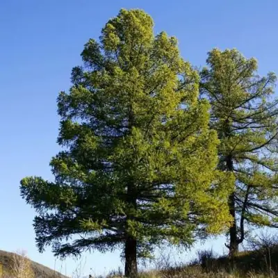 Лиственница сибирская в Бобруйске
