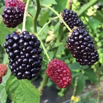 Ежевика ПРАЙМ АРК ФРИДОМ ремонтантная  в Бобруйске