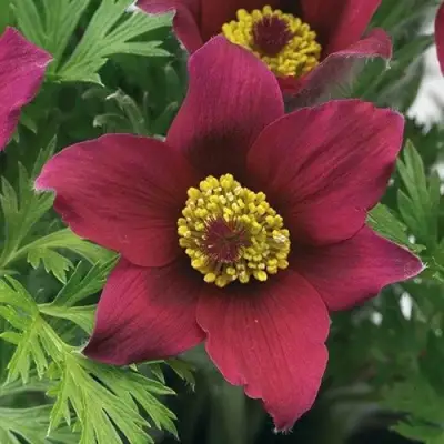 Прострел ПИНВИЛ РЕД ШЕЙДЕС в Бобруйске