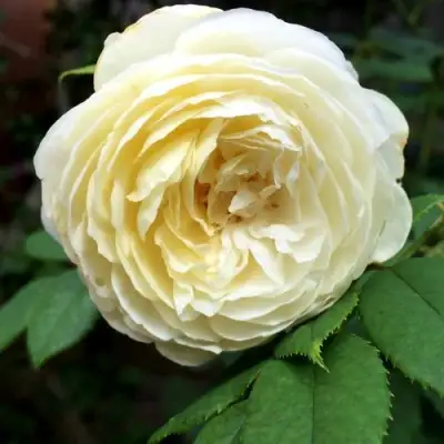 Роза КЛЭР ОСТИН английская в Бобруйске