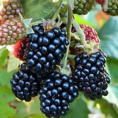 Ежевика ДЖАМБО бесшипная  в Бобруйске