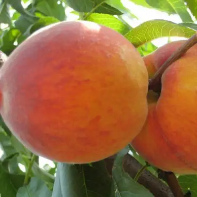 Персик СОЧНЫЙ в Бобруйске