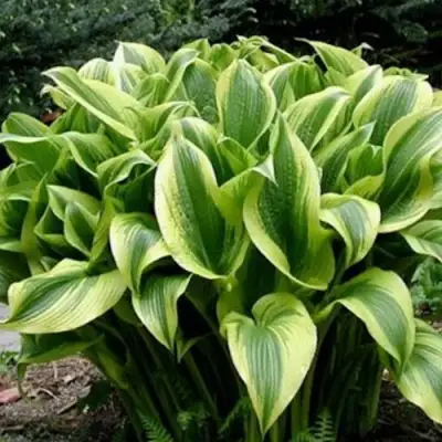 Хоста АУРЕОМАРГИНАТА в Бобруйске