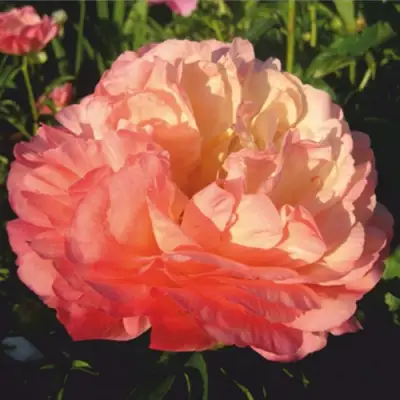 Пион КОРАЛ СУПРИМ травянистый в Бобруйске