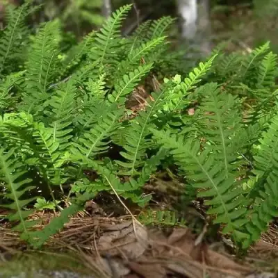 Многоножка обыкновенная в Бобруйске