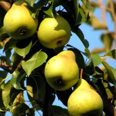 Груша НЕЖНОСТЬ колонновидная	 в Бобруйске