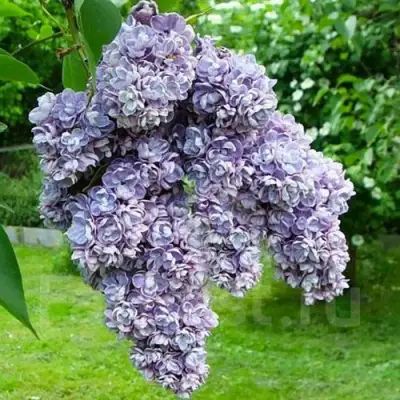 Сирень АМИ ШОТТ в Бобруйске