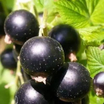 Смородина черная ЧЕРНООКАЯ в Бобруйске