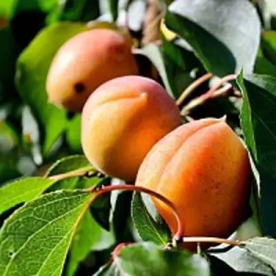 Абрикос БАЙ в Бобруйске