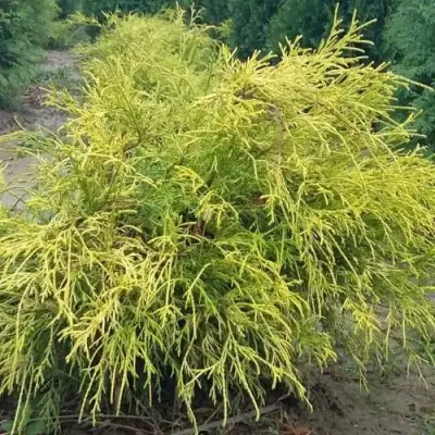 Кипарисовик ФИЛИФЕРА АУРЕА горохоплодный в Бобруйске