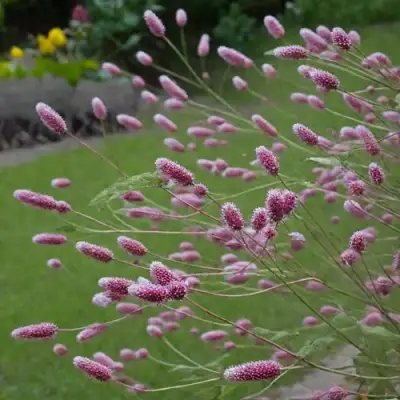 Кровохлебка РОК ЭНД РОЛЛ в Бобруйске