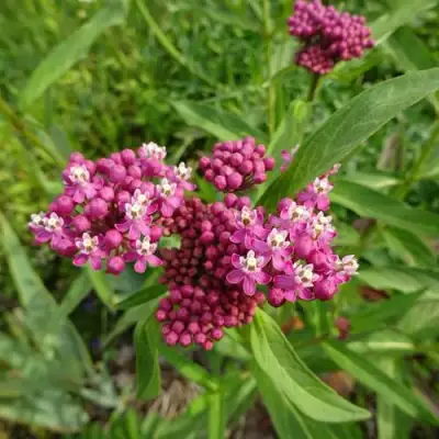 Ваточник МЯСО-КРАСНЫЙ в Бобруйске