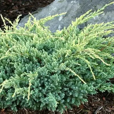 Можжевельник ХОЛГЕР чешуйчатый в Бобруйске