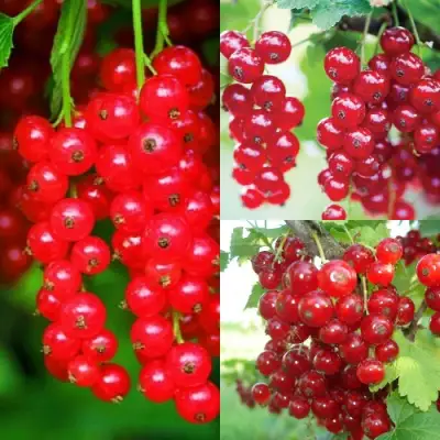 Комплект КРАСНЫЙ УРОЖАЙ в Бобруйске