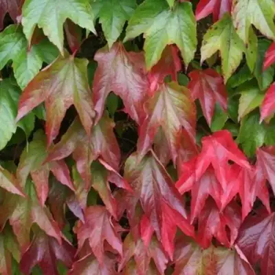 Девичий виноград тройчатый ВИЧИ в Бобруйске