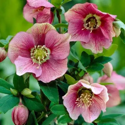 Морозник ВОСТОЧНЫЙ в Бобруйске