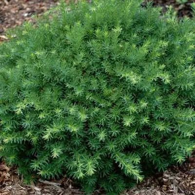 Тис ХИКСИ средний в Бобруйске