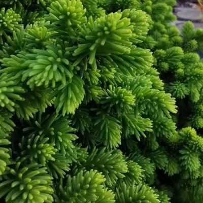 Ель ЛИТЛ ДЖЕМ обыкновенная в Бобруйске