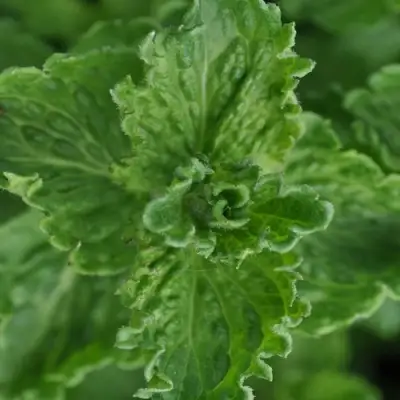 Мята КРИСПА в Бобруйске