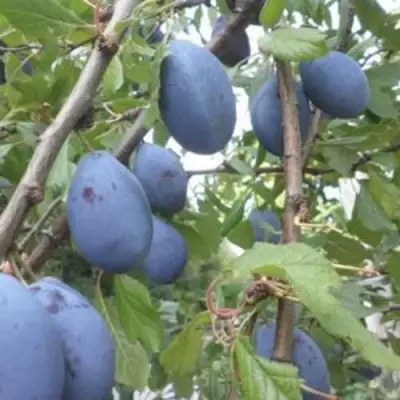 Слива ГИЛЬБЕРТ в Бобруйске