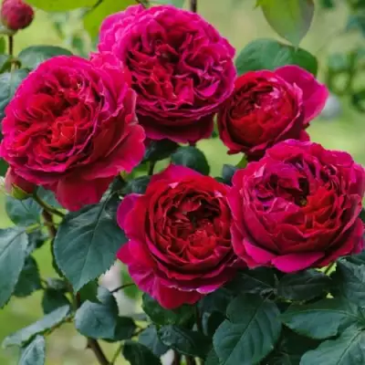 Роза КЕЙТ английская в Бобруйске