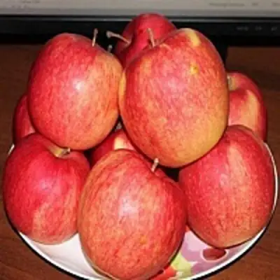 Яблоня ЛИГОЛ в Бобруйске