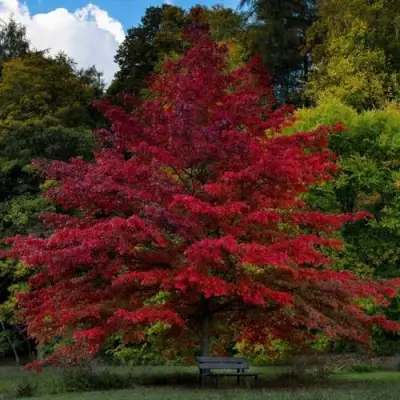 Дуб болотный в Бобруйске