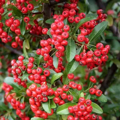 Пираканта РЕД КУИШОН в Бобруйске