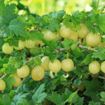 Крыжовник БЕРИЛЛ в Бобруйске