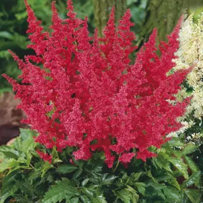 Астильба МОНТГОМЕРИ японская в Бобруйске