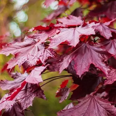 Клен РОЯЛ РЕД остролистный в Бобруйске