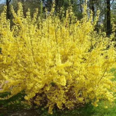 Форзиция ФОРЧУНА в Бобруйске