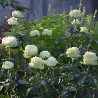 Роза ВАКАНА японская в Бобруйске