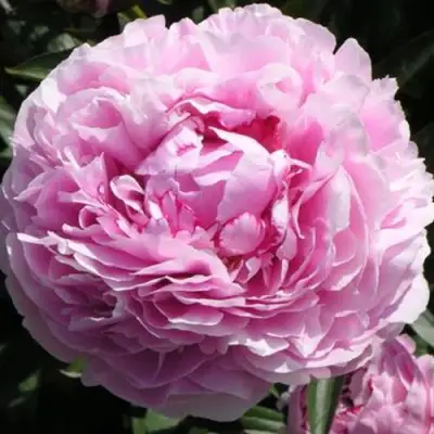 Пион ША-ЛА травянистый в Бобруйске