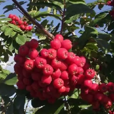 Рябина МОРАВСКАЯ сладкоплодная в Бобруйске