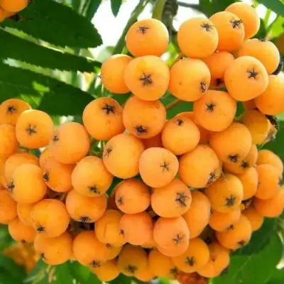 Рябина НЕВЕЖИНСКАЯ ЖЕЛТАЯ сладкоплодная в Бобруйске