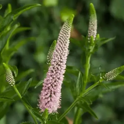 Вероника ФЕСТ ЧОЙС длиннолистная в Бобруйске