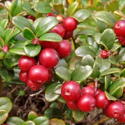 Брусника садовая АМЕРЛАНД в Бобруйске