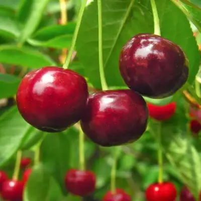 Вишня УЙФЕХЕРТОЙ ФЮРТОШ в Бобруйске