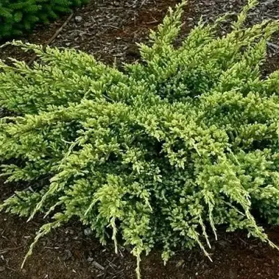 Можжевельник ДРИМ ДЖОЙ чешуйчатый в Бобруйске