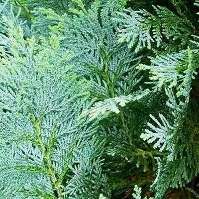 Кипарисовик КОЛУМНАРИС лавсона в Бобруйске