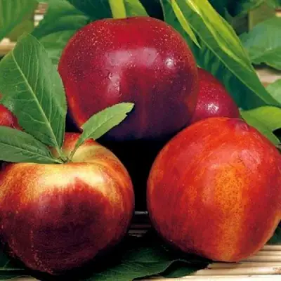 Нектарин СТАРК РЕД ГОЛД в Бобруйске