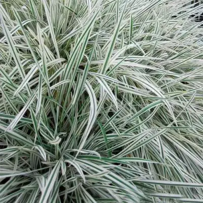 Райграс ВАРИЕГАТТА бульбоносный в Бобруйске